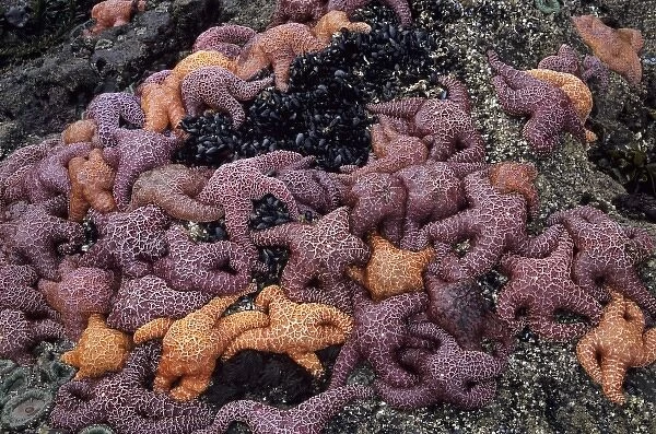 OR, Oregon Coast near Yachats, Strawberry Hill, ochre sea stars
