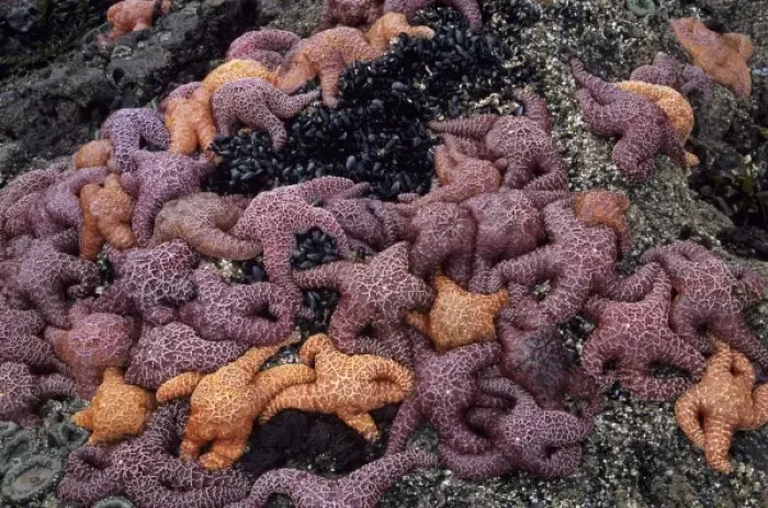 Framed Print : OR, Oregon Coast near Yachats, Strawberry Hill, ochre sea stars Framed Print : OR, Oregon Coast near Yachats, Strawberry Hill, ochre sea stars