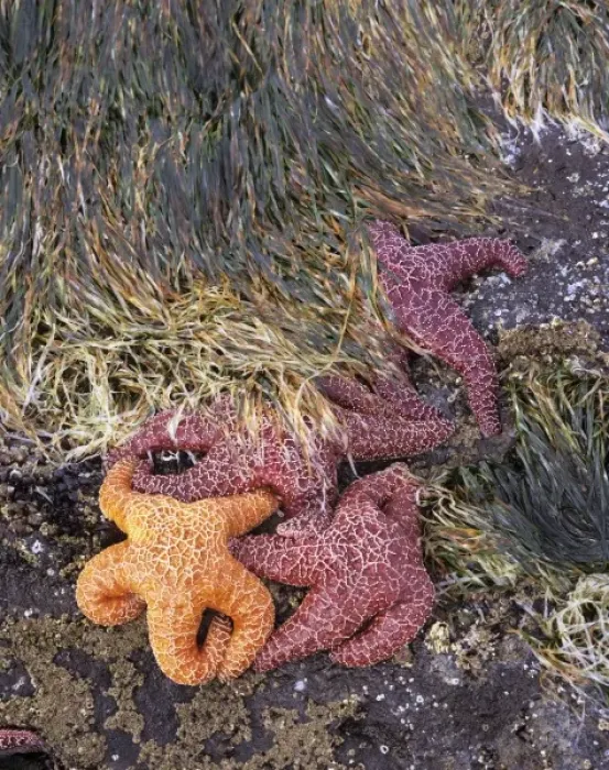 Framed Print : OR, Oregon Coast near Yachats, Strawberry Hill, ochre sea stars and sea grass
