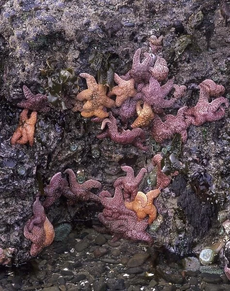 OR, Oregon Coast near Yachats, Strawberry Hill, ochre sea stars and sea anemones
