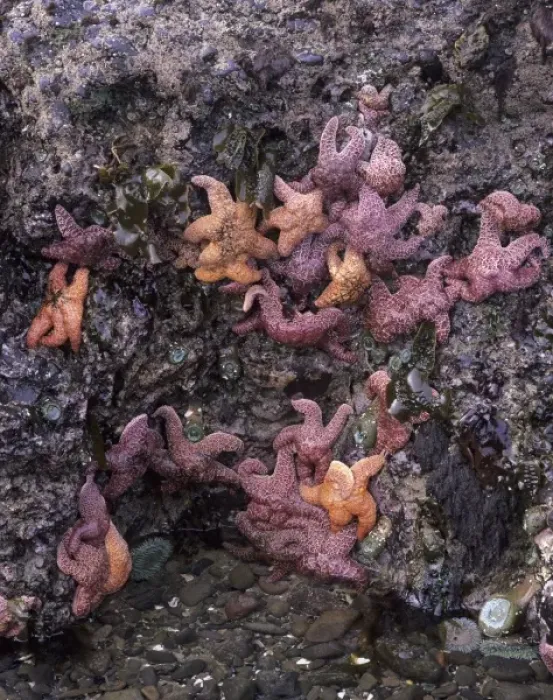 Framed Print : OR, Oregon Coast near Yachats, Strawberry Hill, ochre sea stars and sea anemones Framed Print : OR, Oregon Coast near Yachats, Strawberry Hill, ochre sea stars and sea anemones
