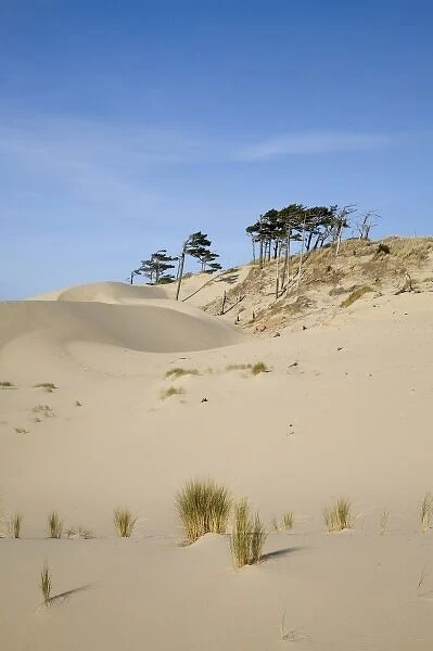OR, Oregon Coast, Oregon Dunes National Recreation Area, Sand Dunes