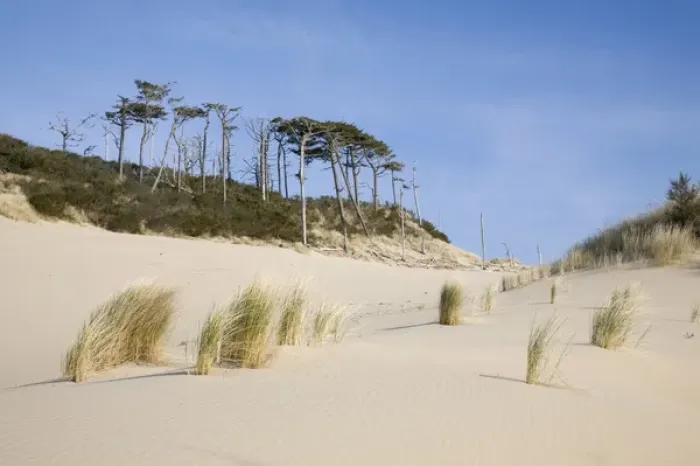 Framed Print : OR, Oregon Coast, Oregon Dunes National Recreation Area, Sand Dunes