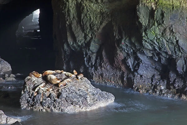 OR, Oregon Coast, Sea Lion Caves, resting Sea Lions