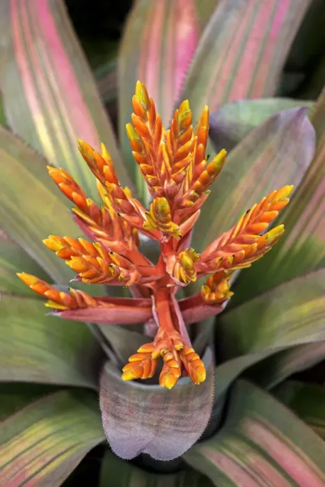 Framed Print : Orange Aechmea, USA Framed Print : Orange Aechmea, USA