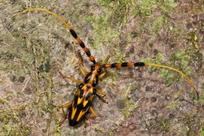 Framed Print : Orange & Black Long-horned Beetle (Batus barbicornis), Yasuni National Park, Amazon Rainforest