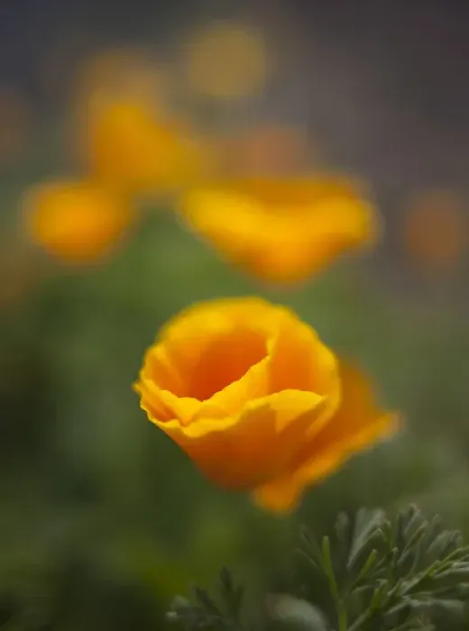 Framed Print : Orange California Poppy with isolated selective focus