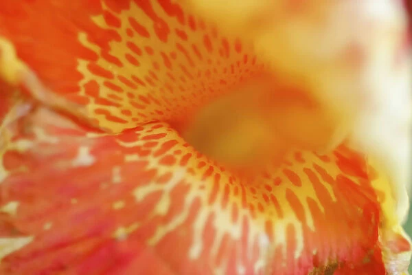Orange canna flower detail