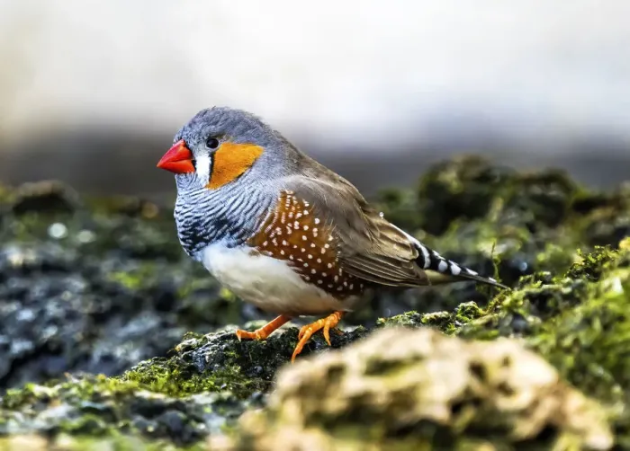 Framed Print : Orange-cheeked Waxbill Close-Up. Originated Western Africa
