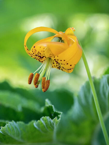 Orange Columbia lilies (tiger lilies) in Olympic Peninsula National Park