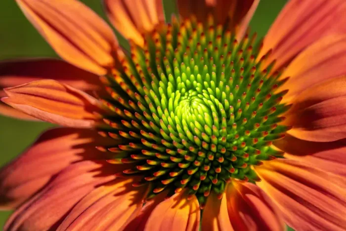 Framed Print : Orange coneflower, USA Framed Print : Orange coneflower, USA