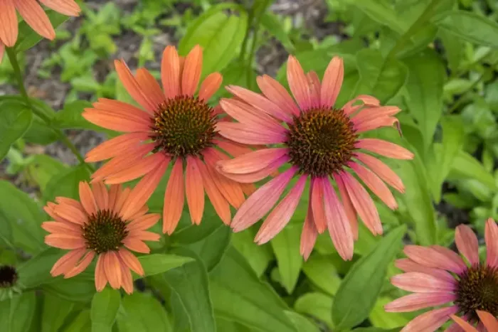Framed Print : Orange Coneflower, Vermont, USA Framed Print : Orange Coneflower, Vermont, USA