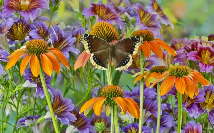 Framed Print : Orange coneflowers and painted tongue with resting mourning cloak butterfly Framed Print : Orange coneflowers and painted tongue with resting mourning cloak butterfly