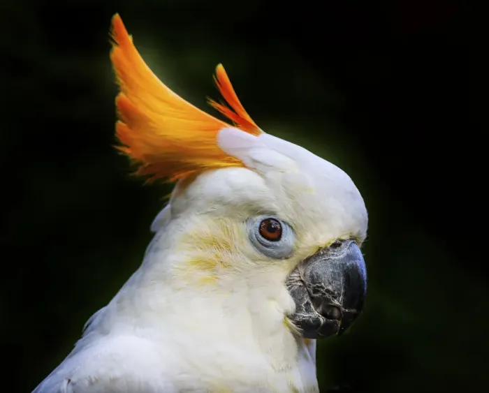 Framed Print : Orange Crest Citron Crested Cockatoo. Medium sized cockatoo endangered species