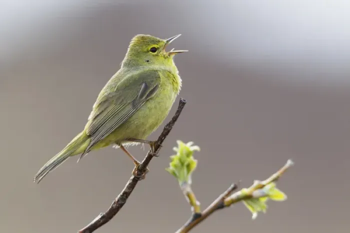 Framed Print : Orange-crowned Warbler Singing