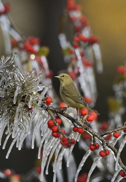 Orange-crowned Warbler (Vermivora celata), adult perched on icy branch of Possum Haw Holly
