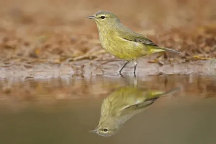 Framed Print : Orange-crowned Warbler (Vermivora celata) drinking at south Texas pond Framed Print : Orange-crowned Warbler (Vermivora celata) drinking at south Texas pond