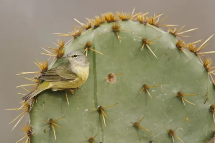 Framed Print : Orange-crowned Warbler (Vermivora celata) perched on prickly pear cactus spine Framed Print : Orange-crowned Warbler (Vermivora celata) perched on prickly pear cactus spine