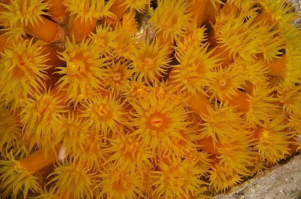 Orange Cup Coral (Tubastraea coccinea), Bonaire, Netherlands Antilles, Caribbean