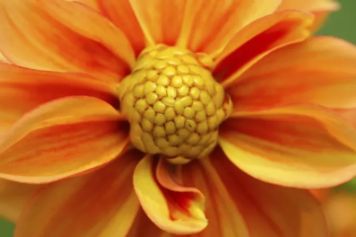 Framed Print : Orange Dahlia bloom Framed Print : Orange Dahlia bloom