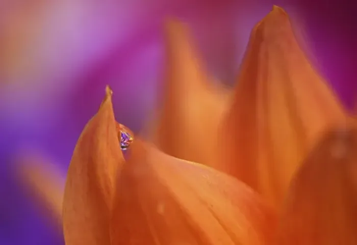 Framed Print : Orange Dahlia with dew drop, Sammamish Washington Framed Print : Orange Dahlia with dew drop, Sammamish Washington