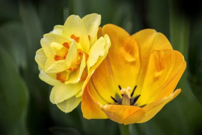 Framed Print : Orange Darwin hybrid tulip and double daffodil, USA Framed Print : Orange Darwin hybrid tulip and double daffodil, USA