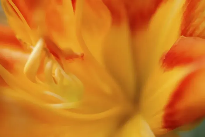 Framed Print : Orange daylily Framed Print : Orange daylily