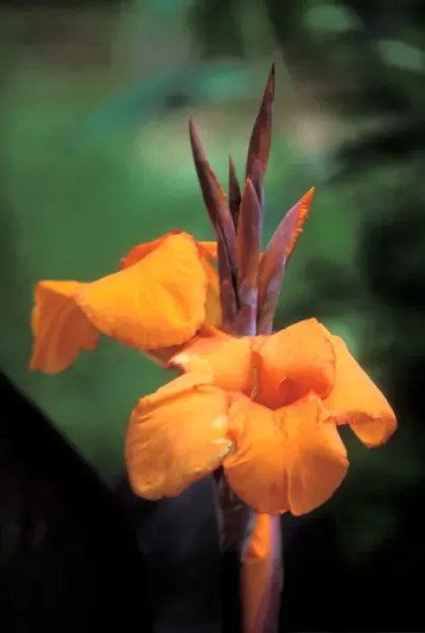 Framed Print : Orange Ginger at Longue Vue Gardens, New Orleans, Louisiana, United States, US Framed Print : Orange Ginger at Longue Vue Gardens, New Orleans, Louisiana, United States, US