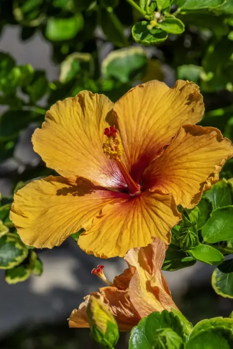 Framed Print : Orange Hibiscus Framed Print : Orange Hibiscus