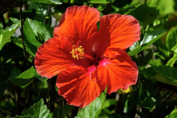 Framed Print : Orange hibiscus Framed Print : Orange hibiscus