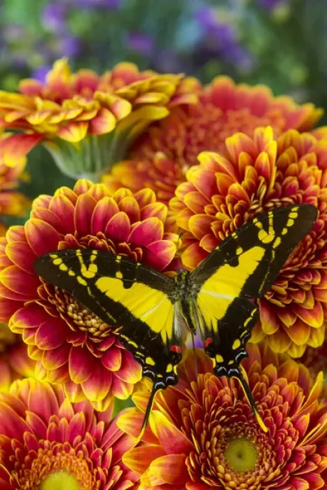 Framed Print : The Orange Kite Swallowtail Butterfly, Eurytides thyastes Framed Print : The Orange Kite Swallowtail Butterfly, Eurytides thyastes