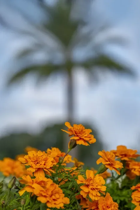Framed Print : Orange Marigolds