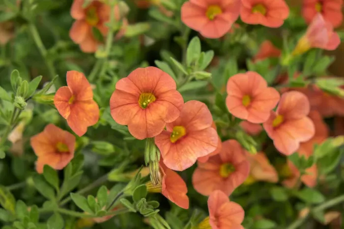 Framed Print : Orange Million Bells, Calibrachoa, USA