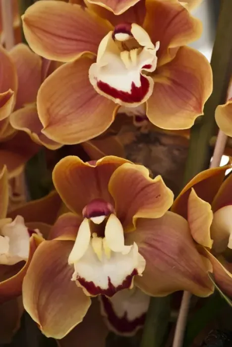 Framed Print : Orange orchids Framed Print : Orange orchids