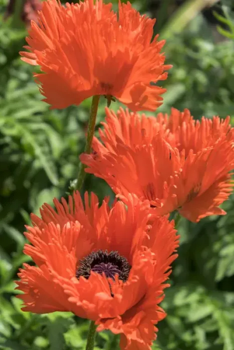 Framed Print : Orange Oriental Poppies, USA