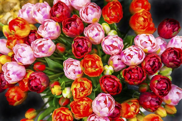 Orange Pink Red Tulips Flowers Bloemenmarket Flower Market Amsterdam Holland Netherlands