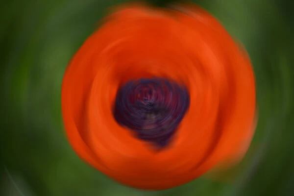 Orange Poppy