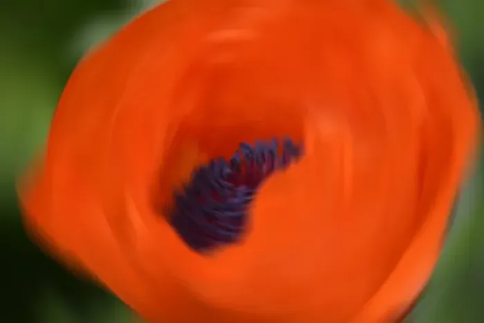 Framed Print : Orange Poppy Framed Print : Orange Poppy