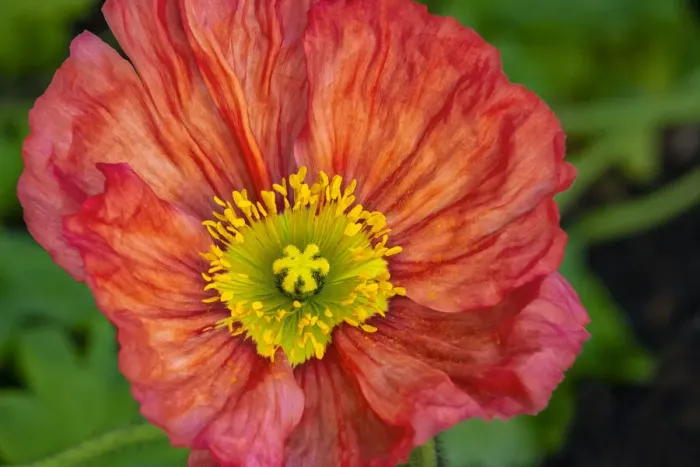 Framed Print : Orange poppy