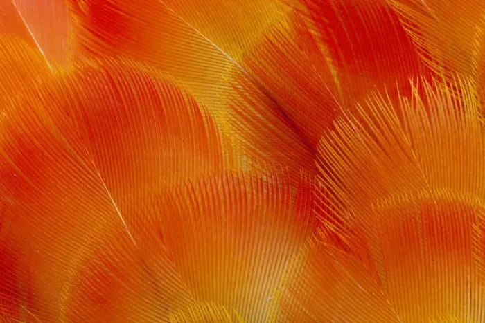 Framed Print : Orange and Red Breast Feathers of the Camelot Macaw Framed Print : Orange and Red Breast Feathers of the Camelot Macaw