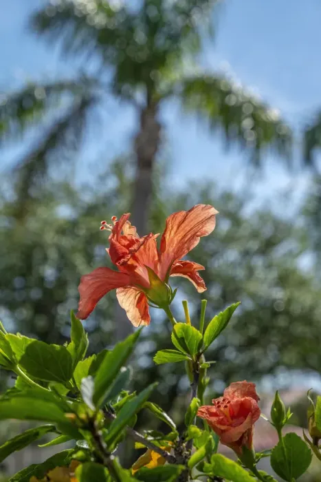 Framed Print : Orange Rose Mallow