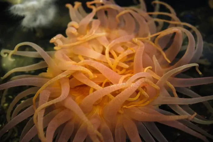 Framed Print : An orange sea anemone waving tentacles in the water Framed Print : An orange sea anemone waving tentacles in the water