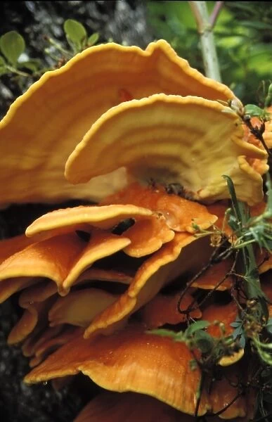 Orange shelf fungus, Kachemak National Park, AK