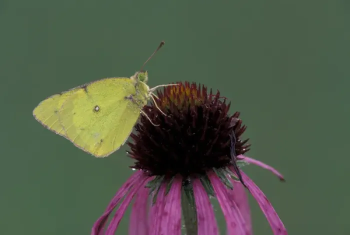Framed Print : Orange Sulphur butterfly (Colias eurytheme) Framed Print : Orange Sulphur butterfly (Colias eurytheme)