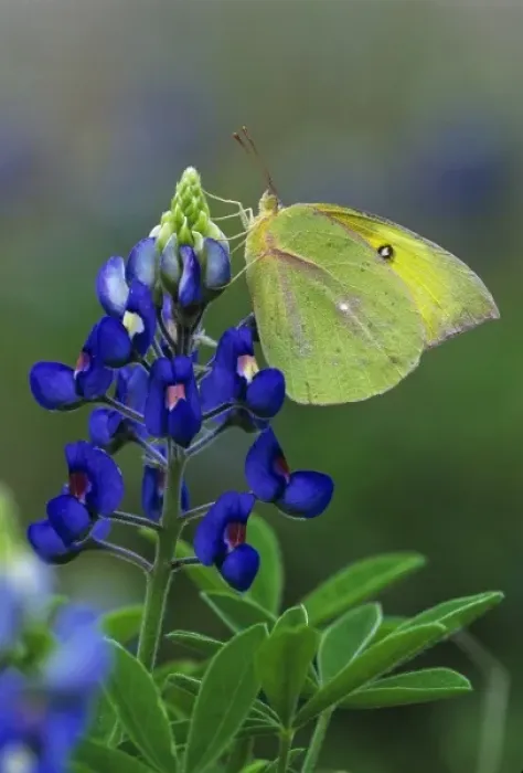 Framed Print : Orange Sulphur, Colias eurytheme, adult in on Texas Bluebonnet (Lupinus texensis) Framed Print : Orange Sulphur, Colias eurytheme, adult in on Texas Bluebonnet (Lupinus texensis)