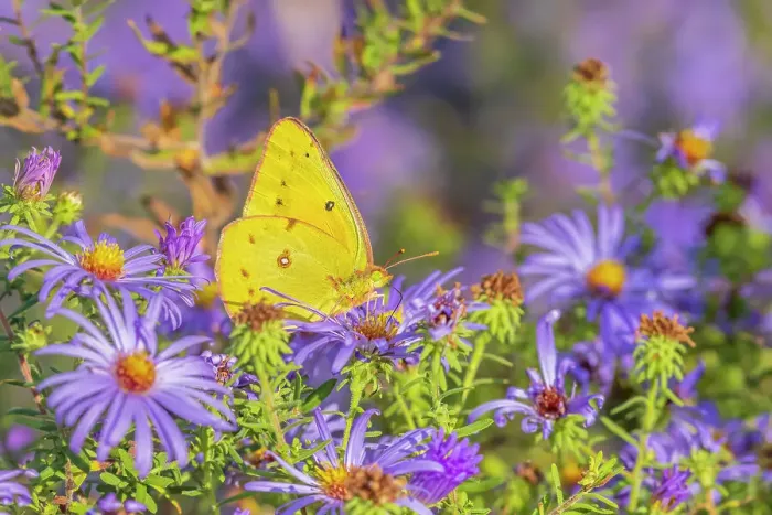 Framed Print : Orange Sulphur on Frikart's Aster, Marion County, Illinois. (Editorial Use Only) Framed Print : Orange Sulphur on Frikart's Aster, Marion County, Illinois. (Editorial Use Only)