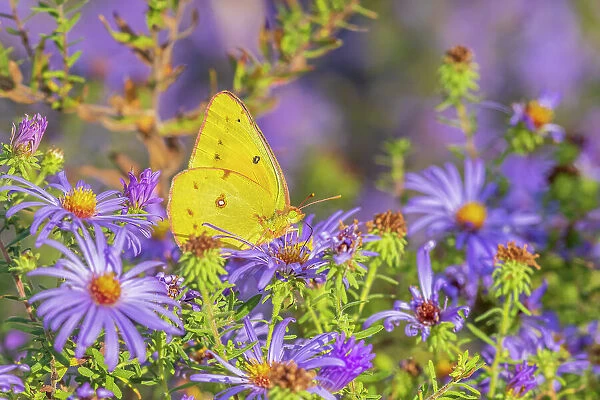 Orange Sulphur on Frikart's Aster, Marion County, Illinois. (Editorial Use Only)