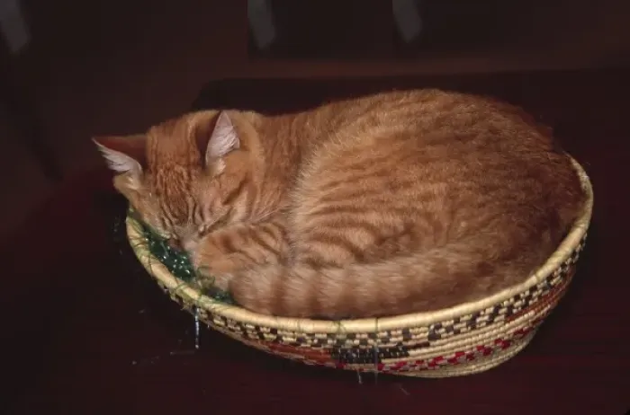 Framed Print : Orange tabby asleep in an Easter basket Framed Print : Orange tabby asleep in an Easter basket