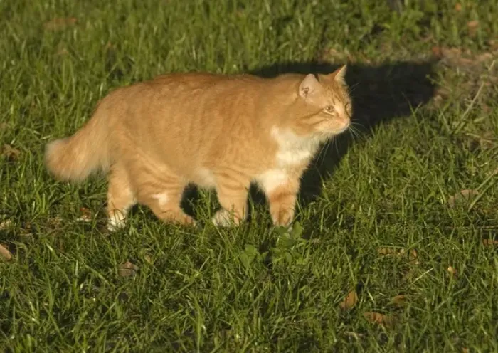 Framed Print : Orange tabby cat walking in the grass Florida backyard Framed Print : Orange tabby cat walking in the grass Florida backyard