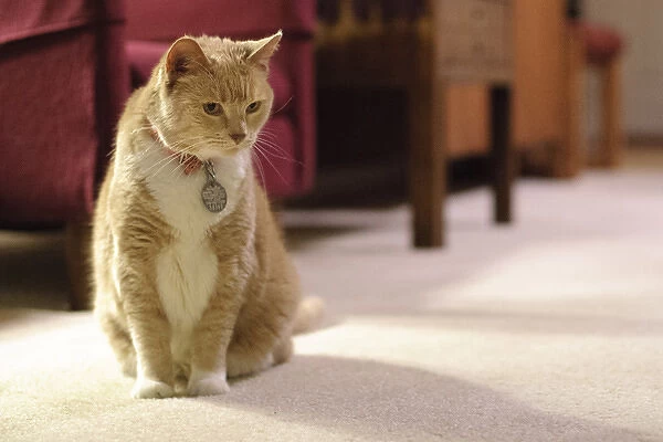 Orange tabby housecat stares into distance, in a living room
